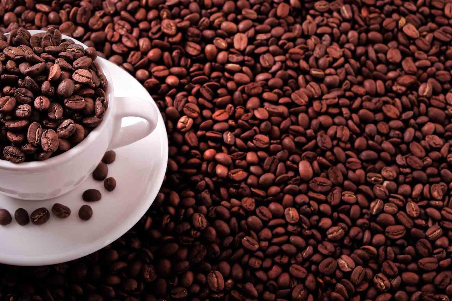 Fresh Roasted vs Stale Coffee: Why the Roastery Makes All the Difference